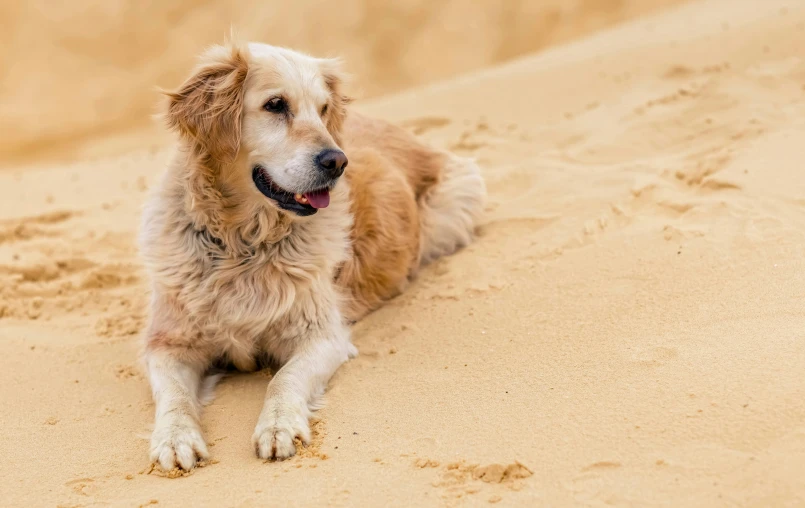 a dog is laying on the beach sand