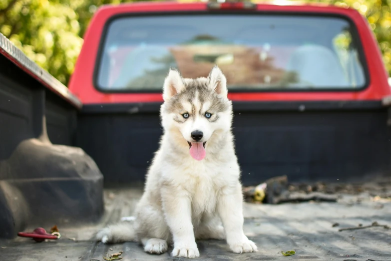 a little husky dog sits in the back of a pickup truck