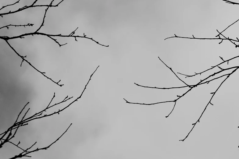 black and white po of a bird flying by on tree nch