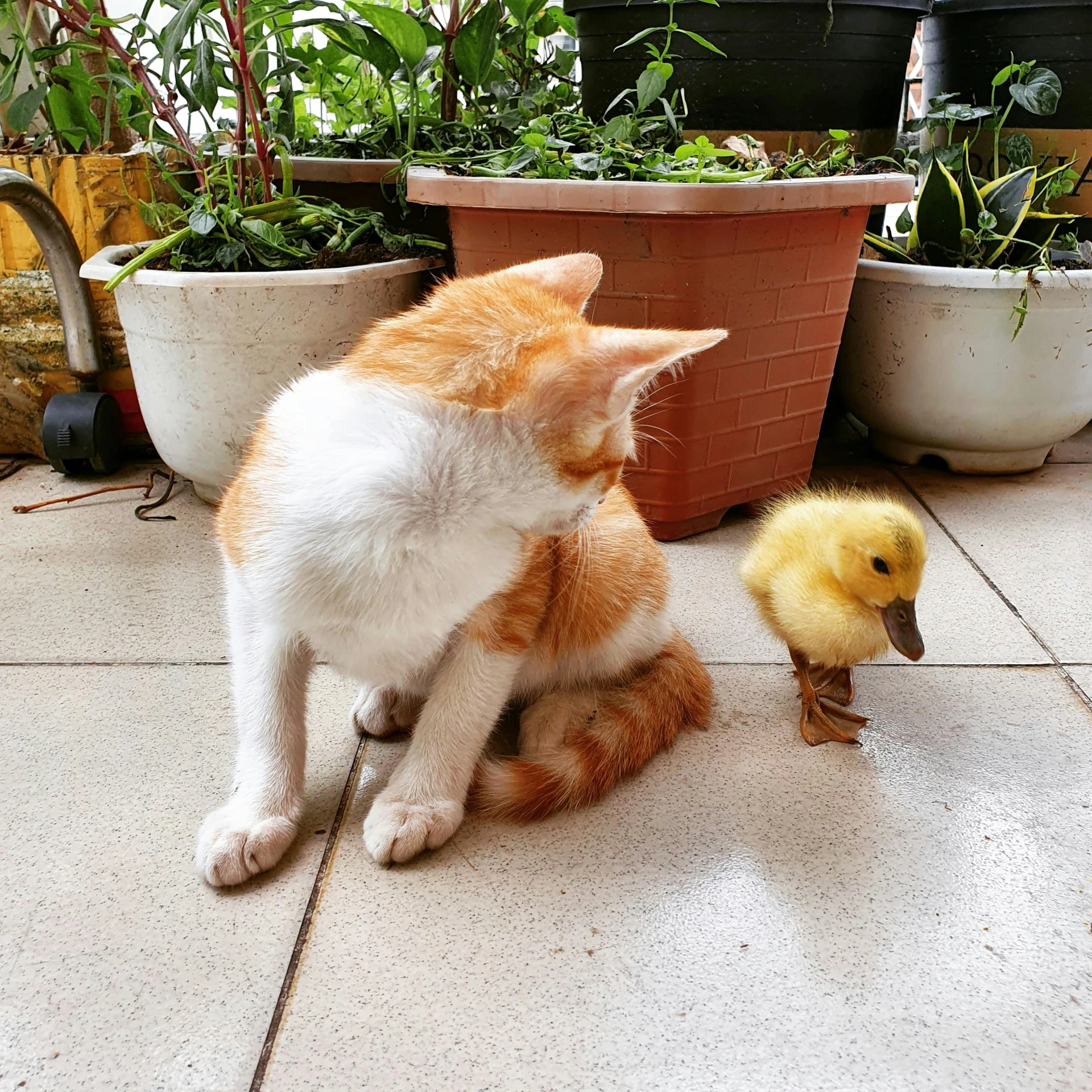 an orange and white cat is looking at a yellow chick