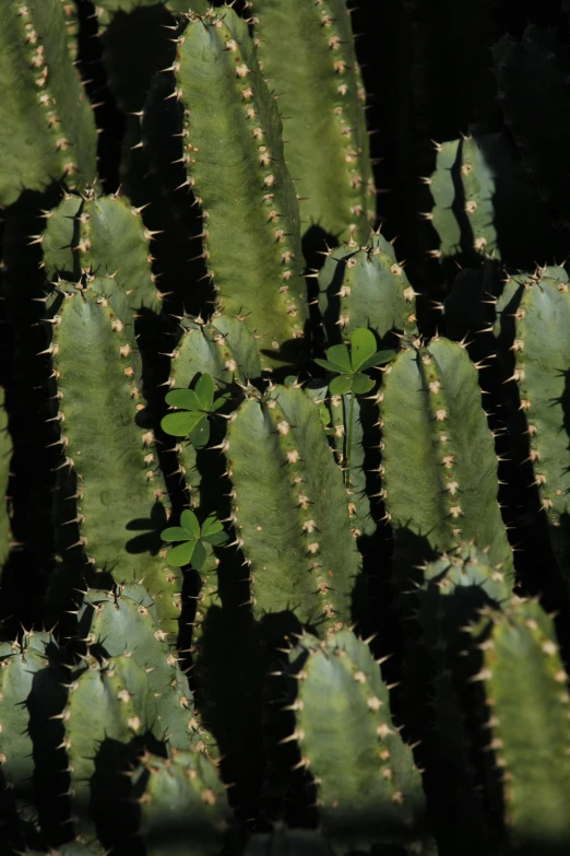 some green cactus plants and a small green one