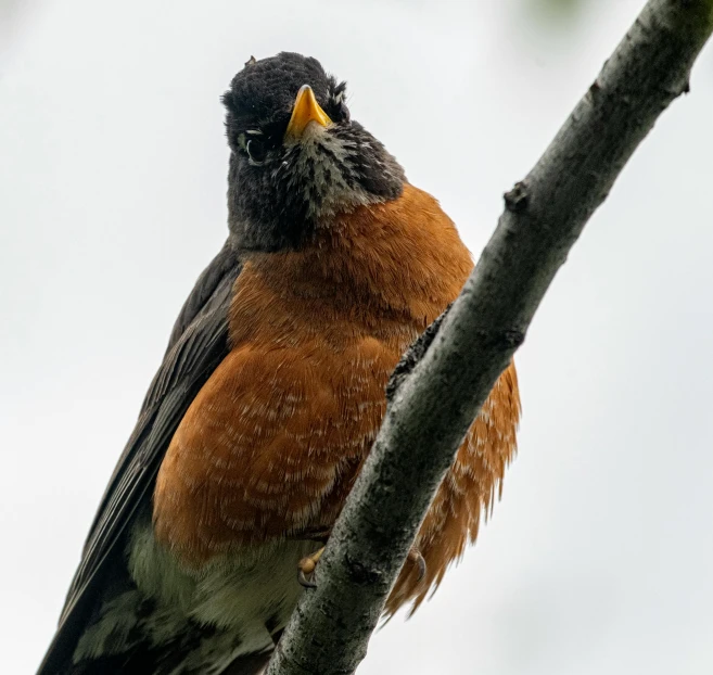 a bird perched on a tree nch with its face open