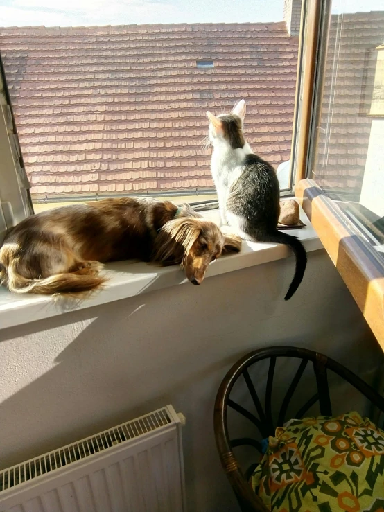 a couple of dogs sitting on top of a windowsill