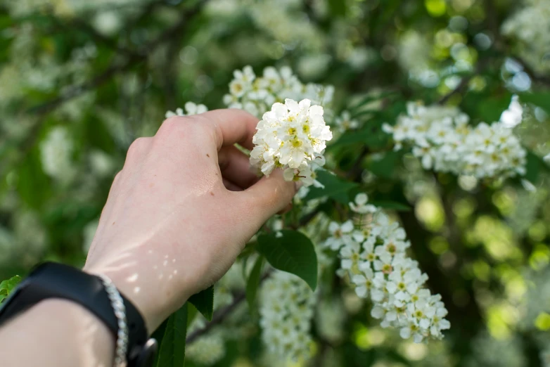 a hand holding white flowers on top of a tree