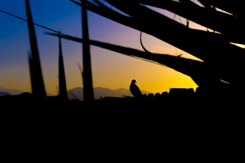 a silhouette s of a person walking with a skateboard