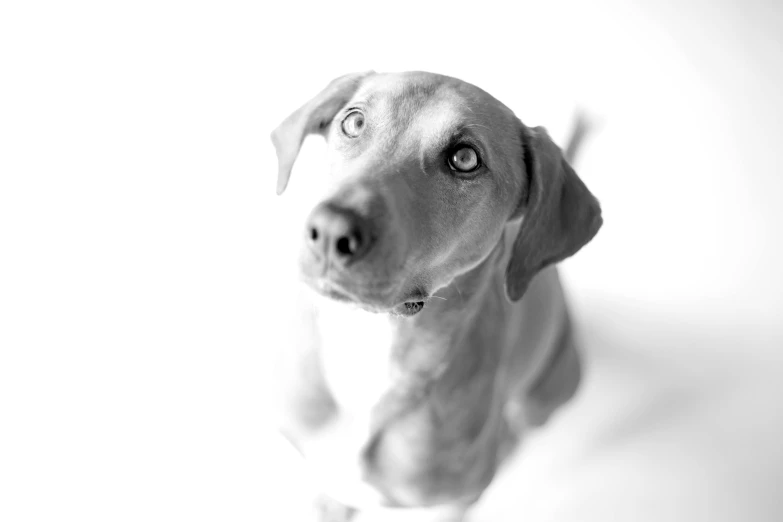 black and white image of a dog looking up