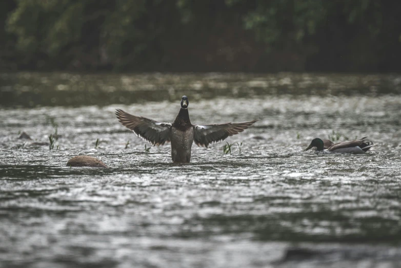 a duck spreads it wings in a pond of water