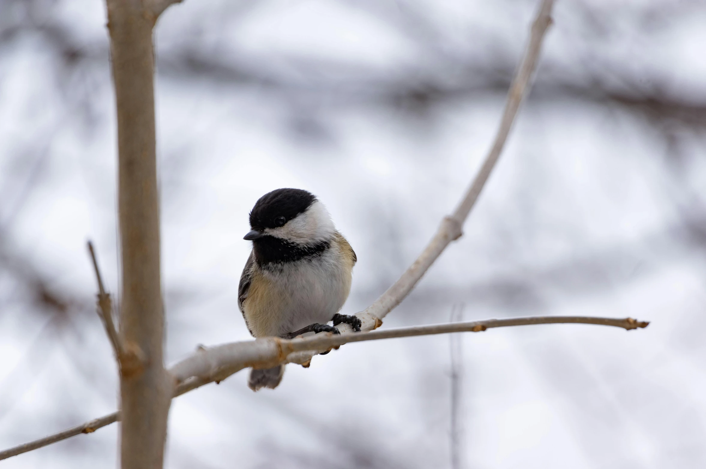 a bird perched on a nch in the forest