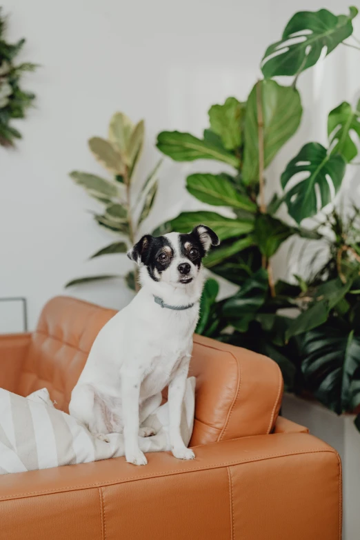 a small dog sitting on the arm of an orange chair