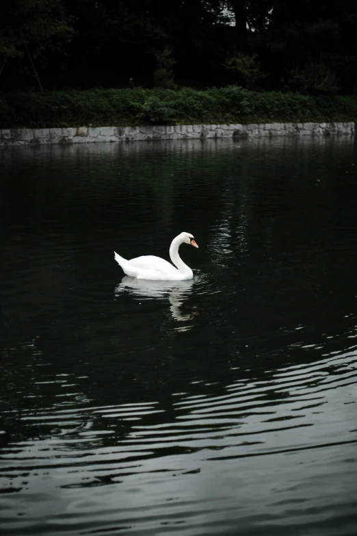 a white duck floating on top of a lake