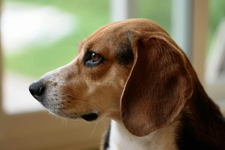 a close up of a dog with a sad face