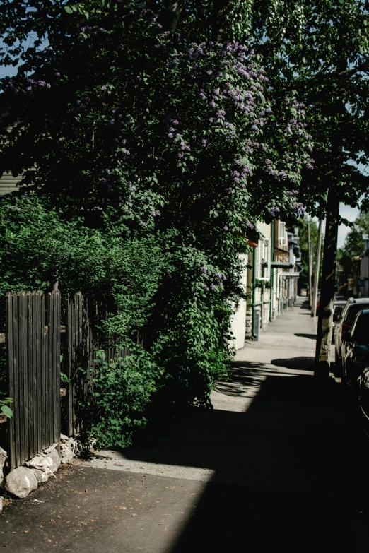 the street in front of a building is shaded by tree nches