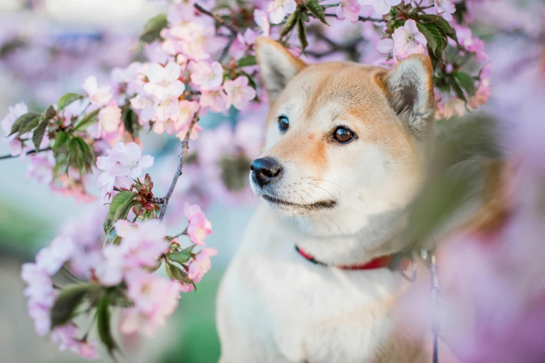 a dog is standing in a tree full of flowers