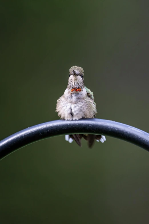 a small, gray bird perched on the edge of a metal fence
