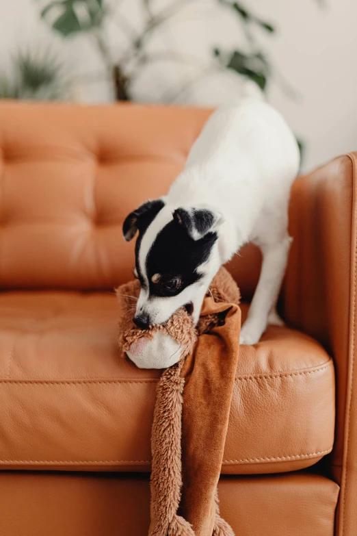 a dog playing with the leg and feet of a couch