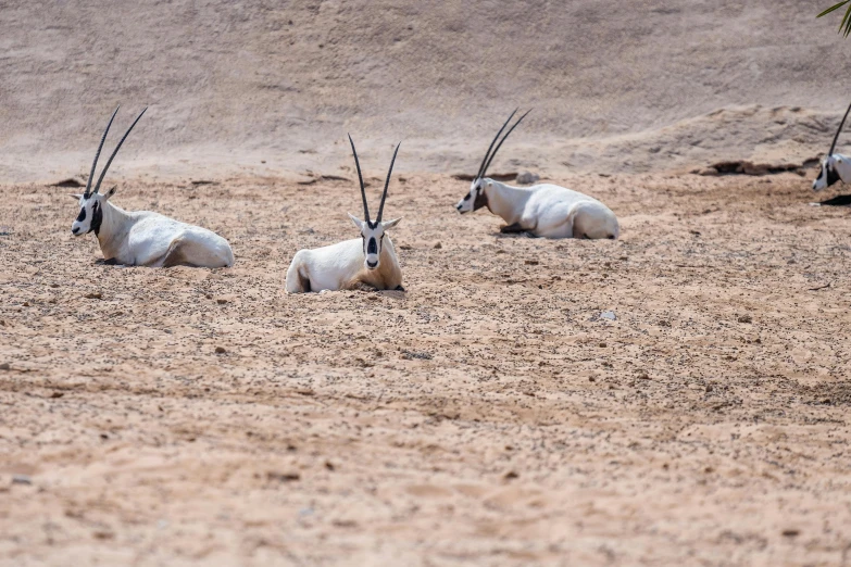 a herd of antelope laying on top of a dirt field