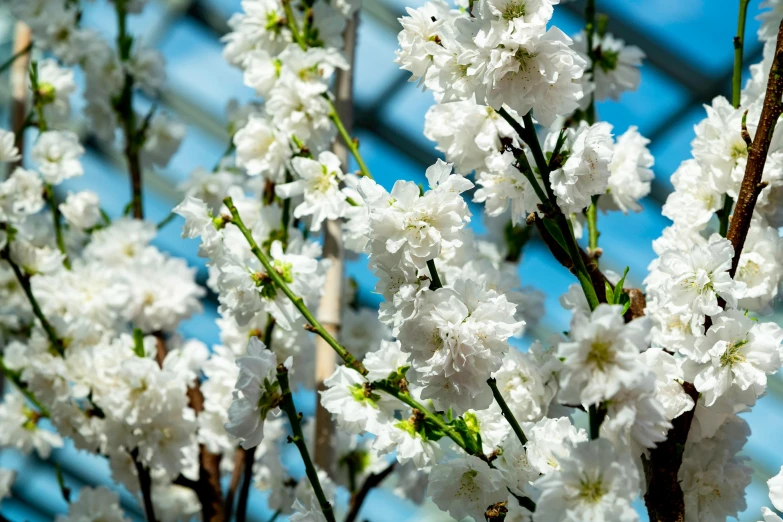 an arrangement of flowers is growing in a tree