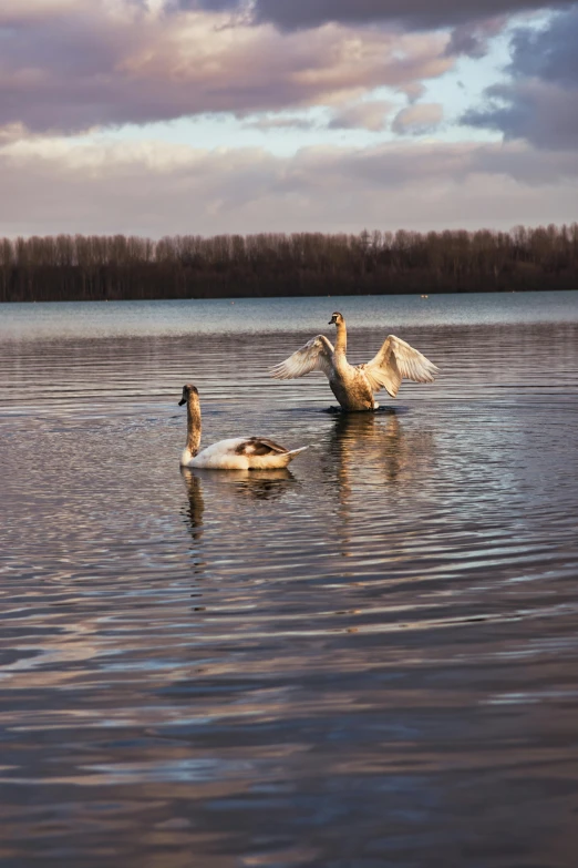 two swans are swimming on the surface of the water