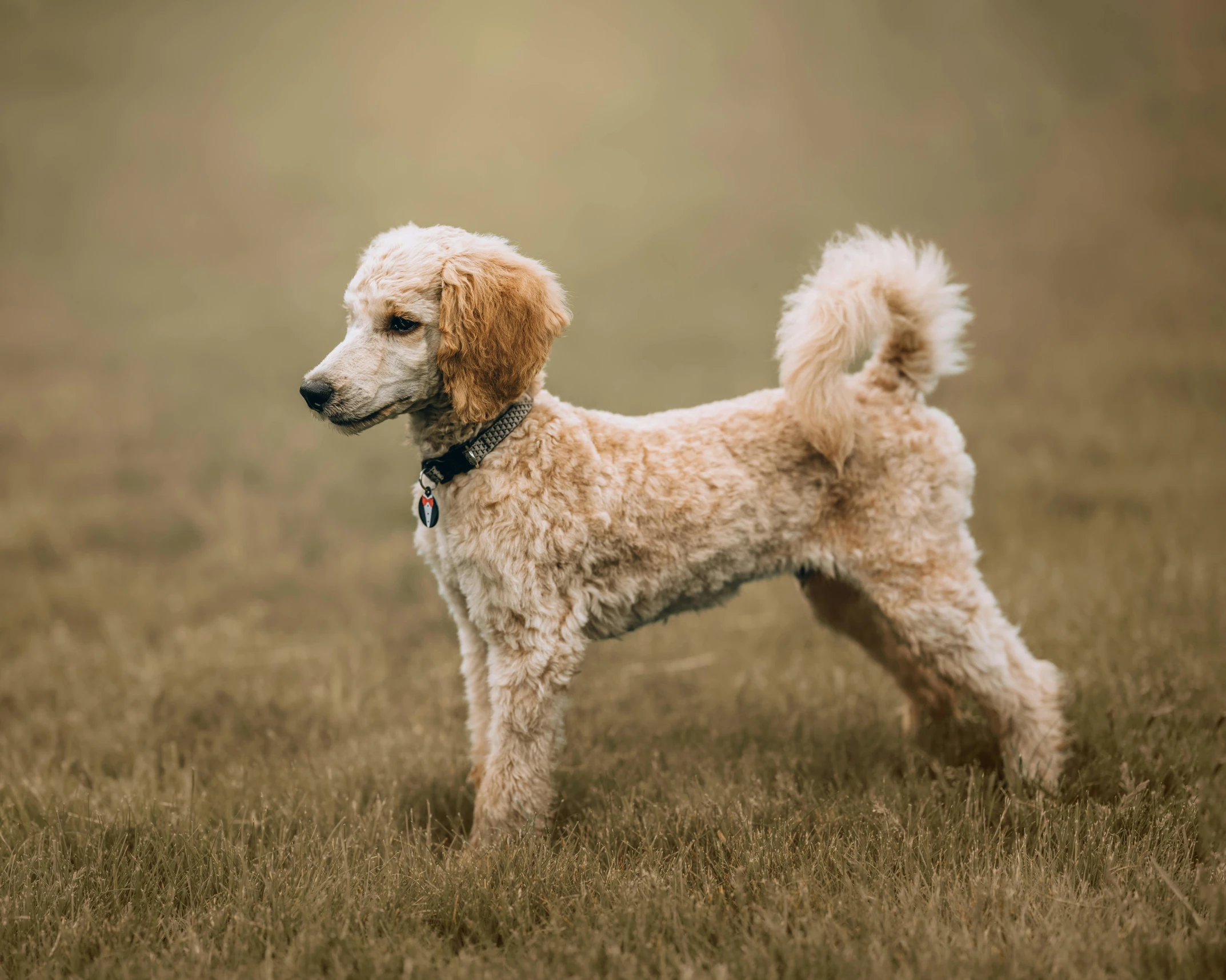 a small white dog standing in a field