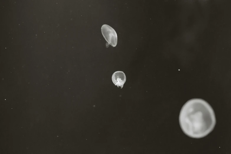 an artistic black and white pograph of a group of jellyfish