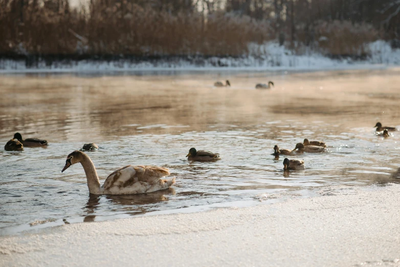 the ducks are swimming in the water on the lake