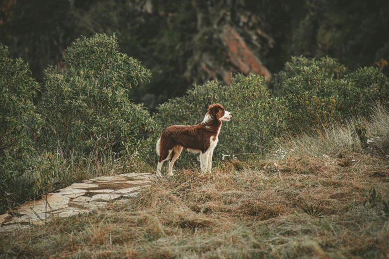 a brown and white dog standing on a rocky hillside with shrubbery behind it