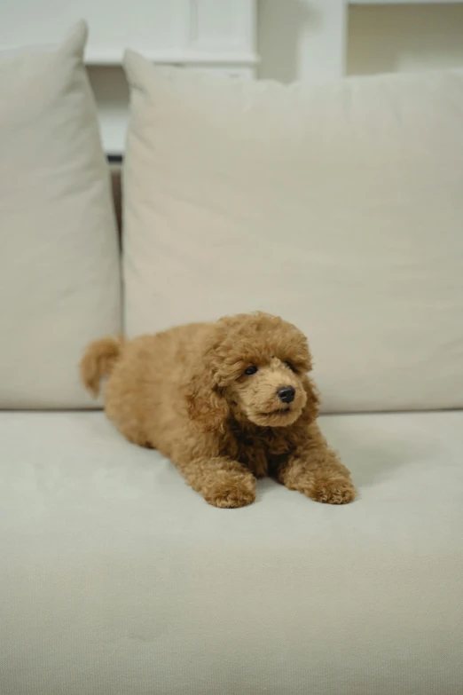 a teddy bear laying on the couch by two pillows