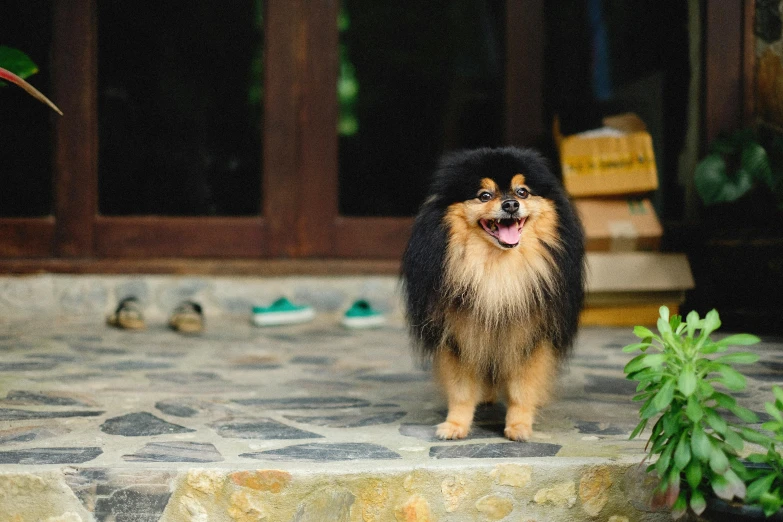 a dog stands on the outside steps looking up