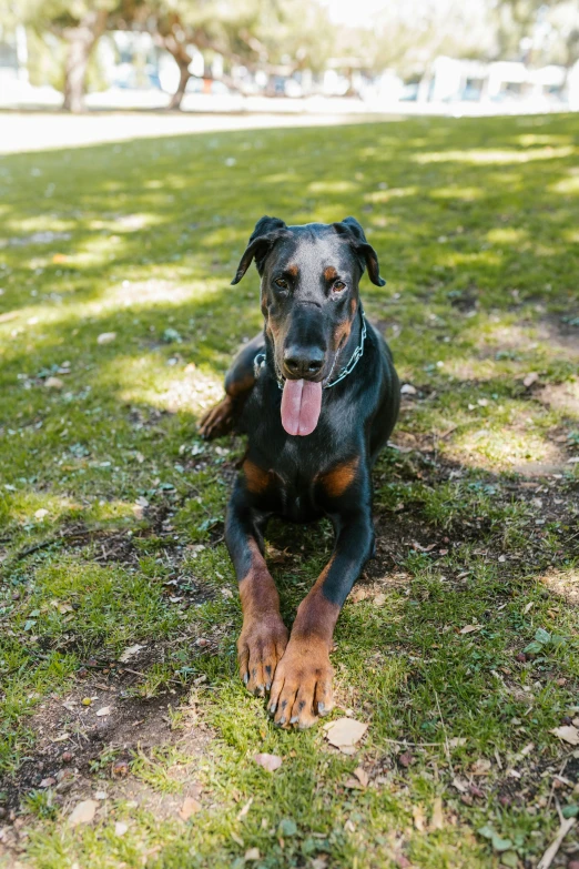 a black dog laying down in the grass