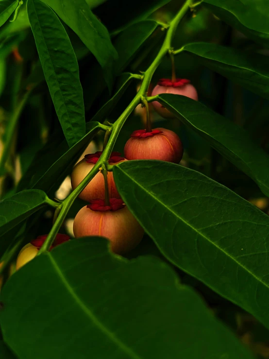 several fruit grow on the same nch in a large tree