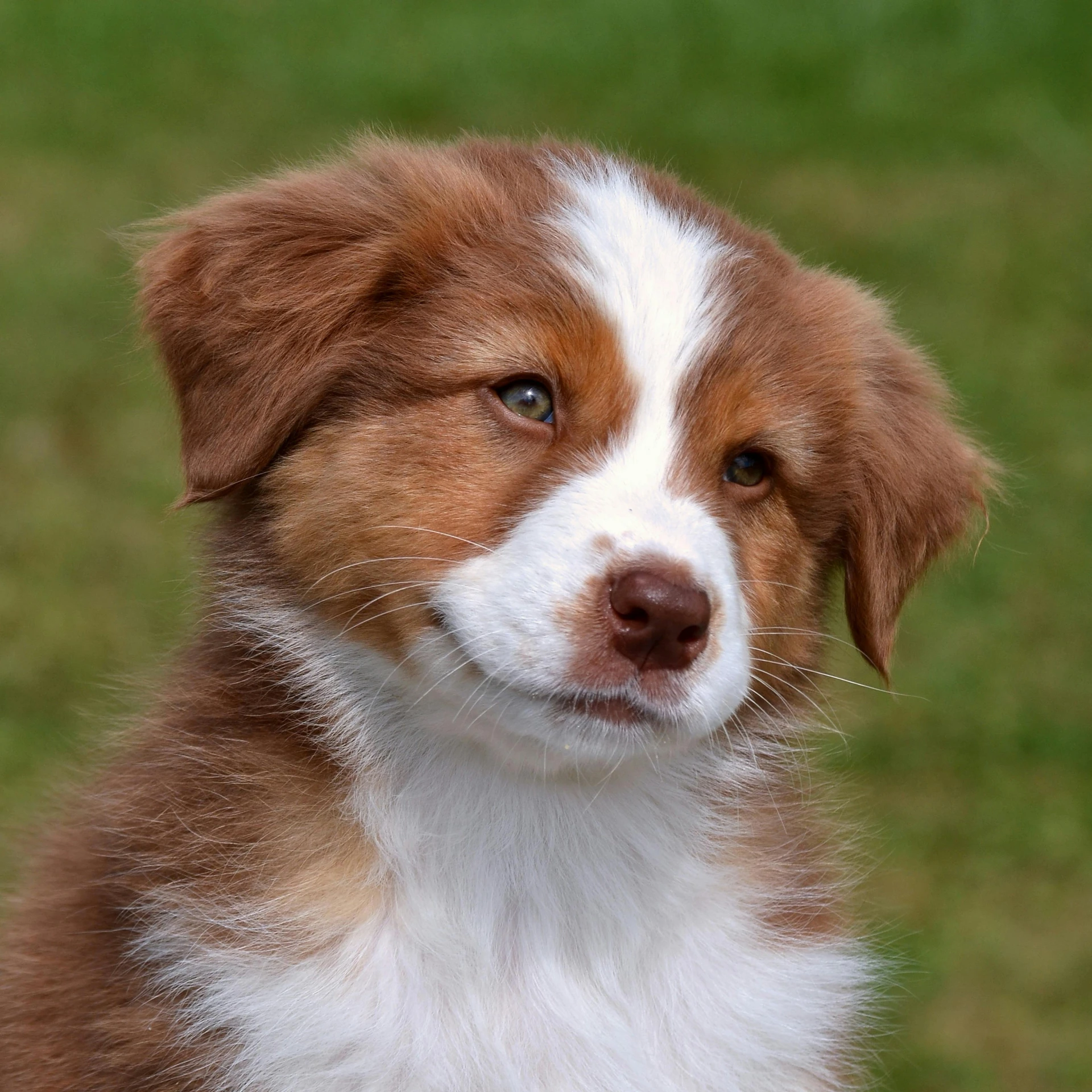 a little brown and white dog staring into the distance