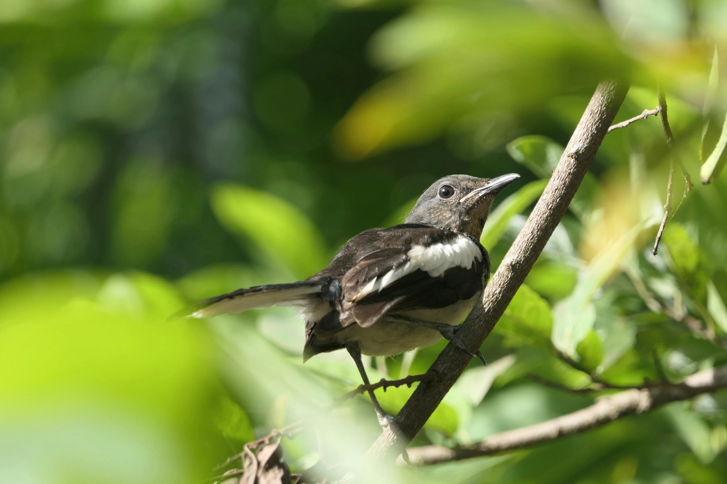 a small bird sitting on top of a tree nch