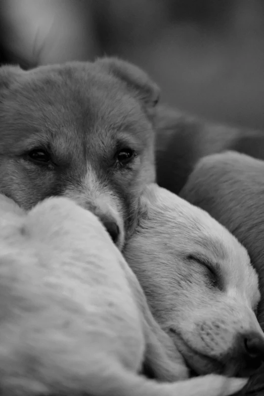 two dogs cuddle together while resting with their heads on each other