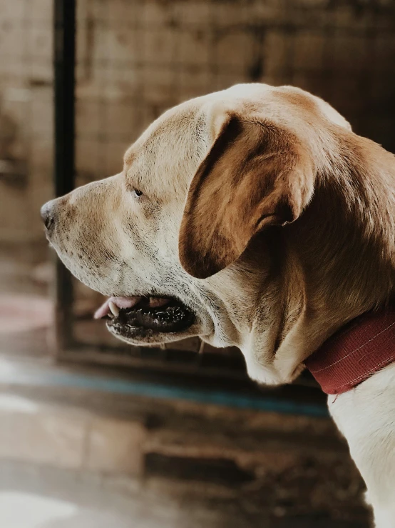 a dog has its head looking away from a doorway