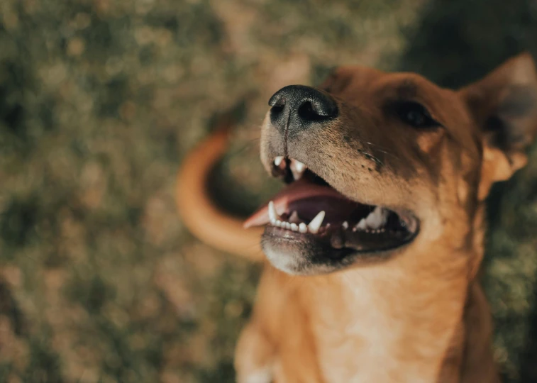 a dog is smiling while looking at the camera