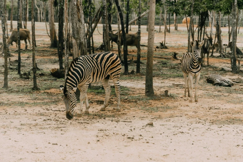 a group of zes are in a wooded area