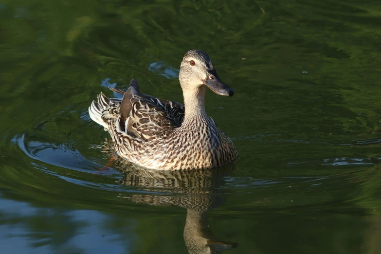 the duck is floating on top of the water