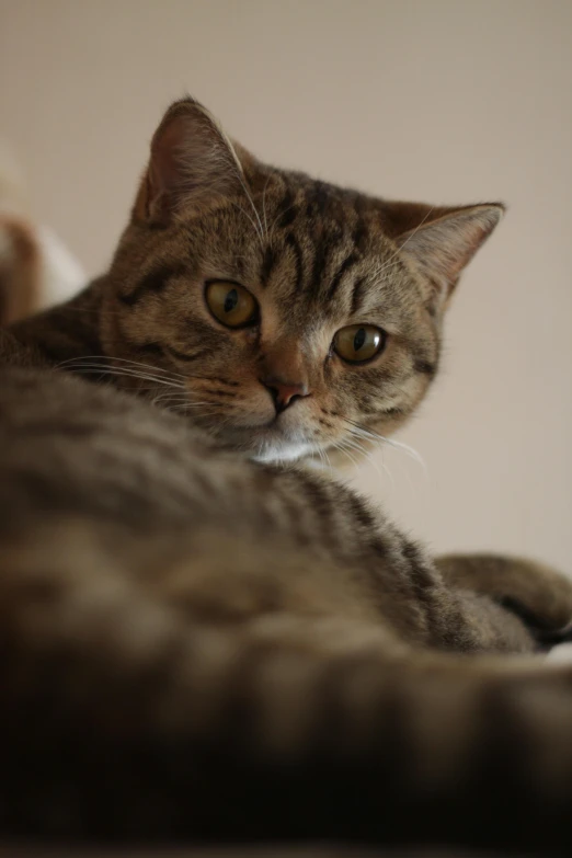 a cat lying down on a bed looking directly at the camera