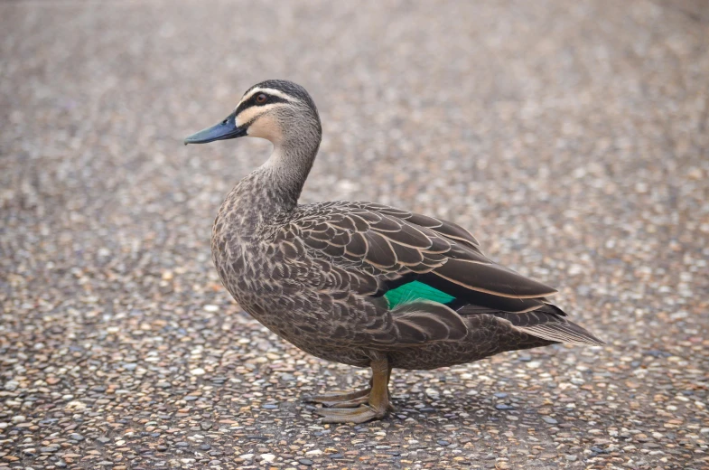 a duck with a green patch on its feathers standing on the ground