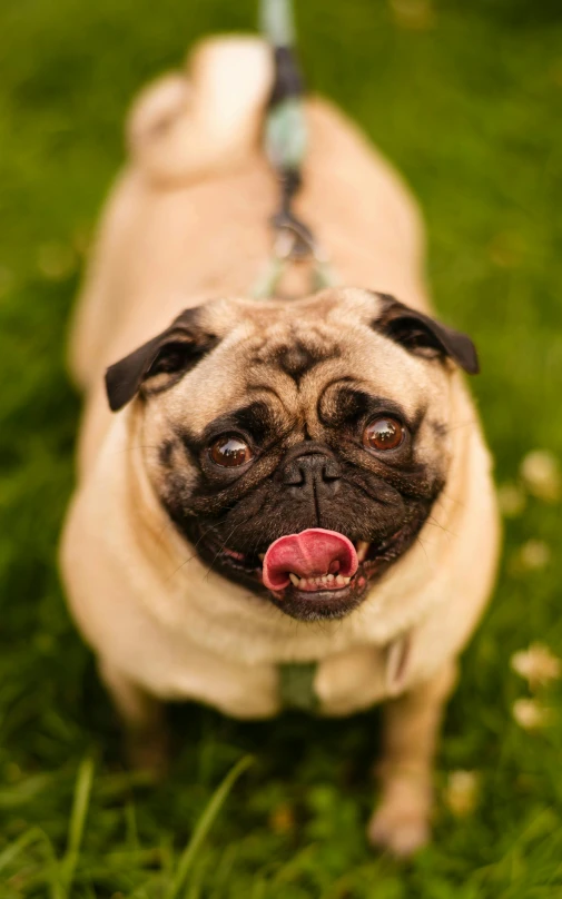 a brown pug with his tongue out sitting on the grass