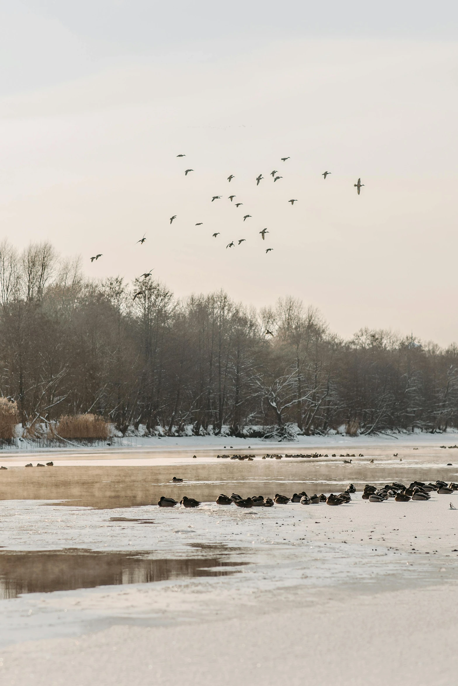 the flock is flying over the water at the river