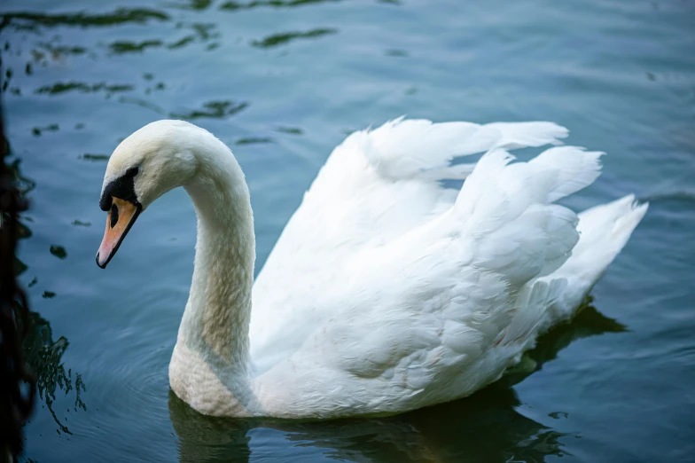 a white swan floating on top of a body of water