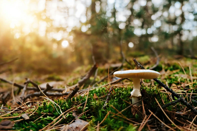 small white mushrooms in the woods among green plants