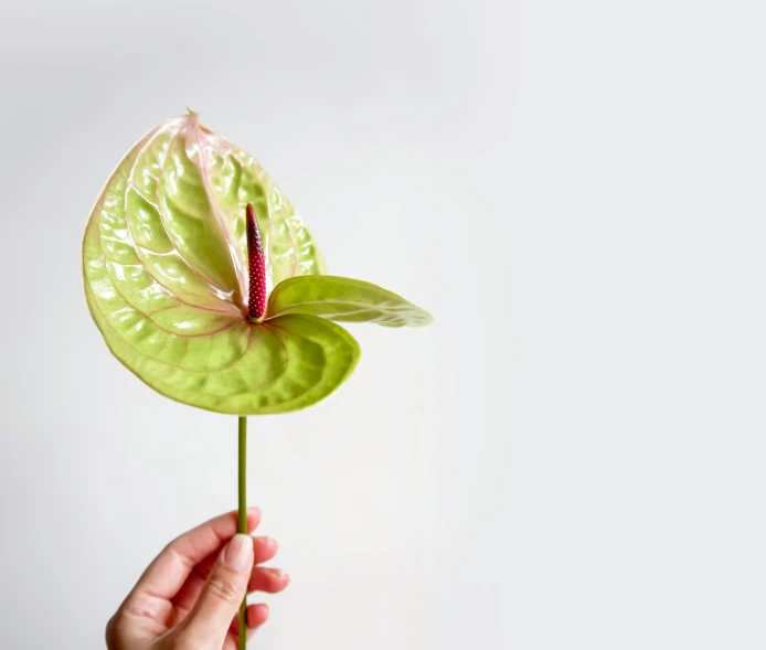 a hand holding a flower and a plant that is green