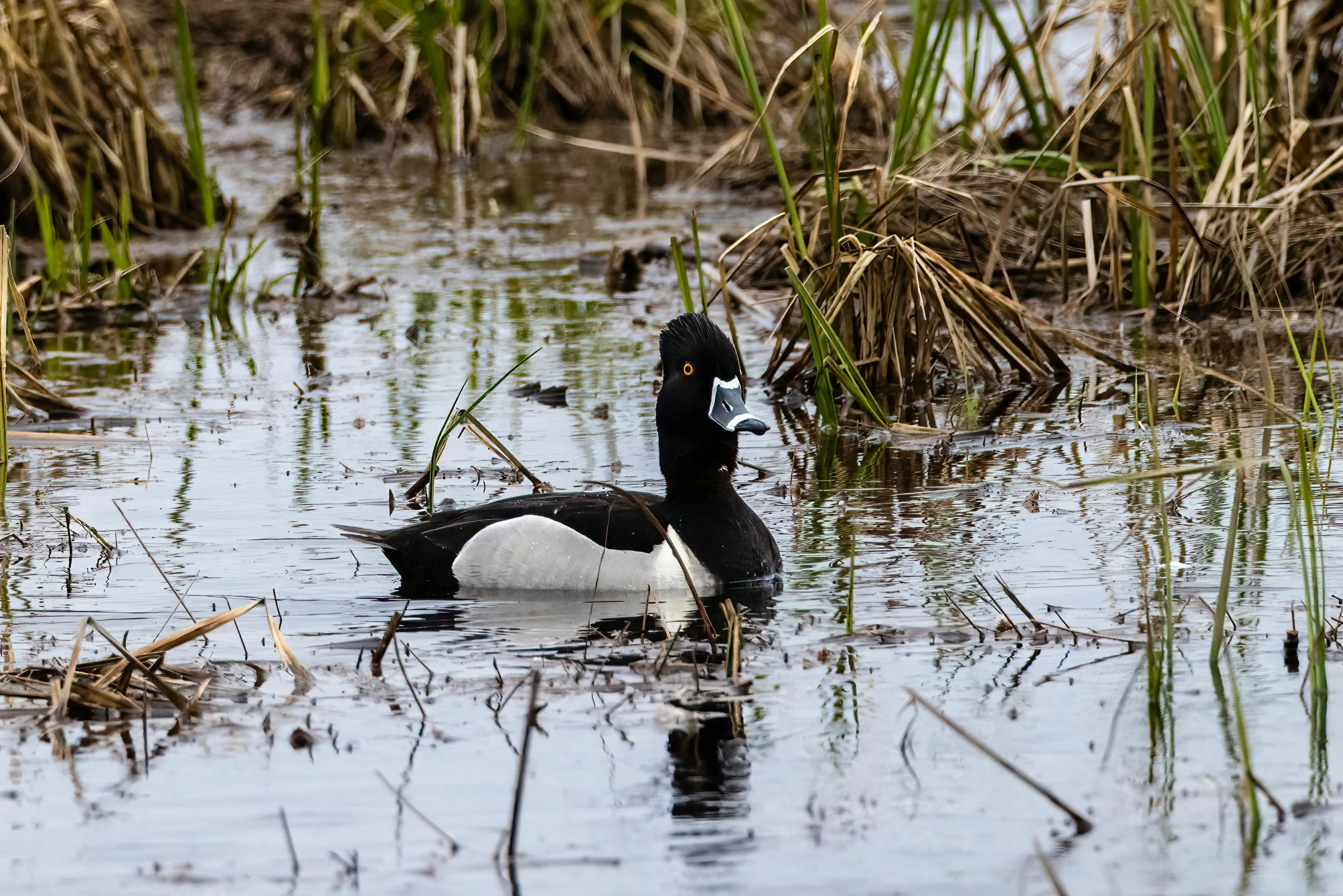 a duck is swimming in the water and reeds