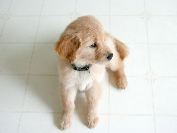 a small brown puppy standing on a white tile floor