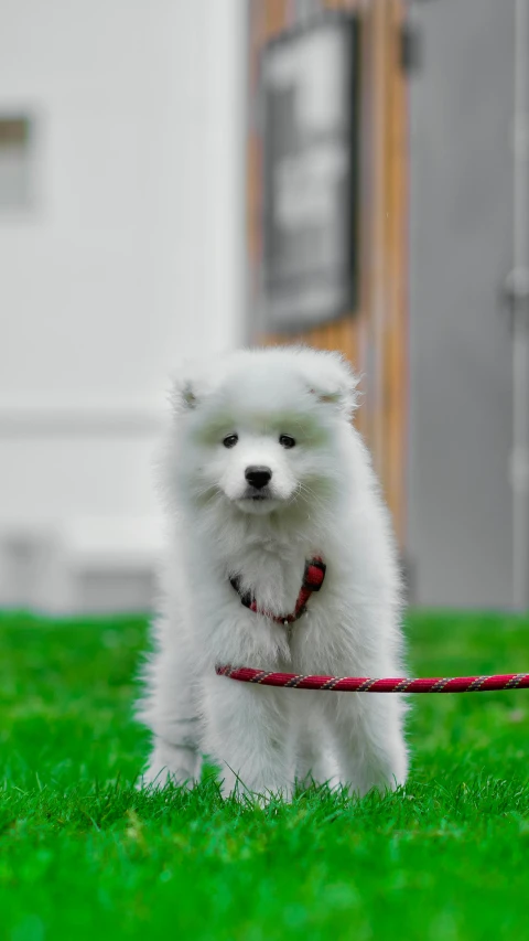 a small white dog is walking with a leash