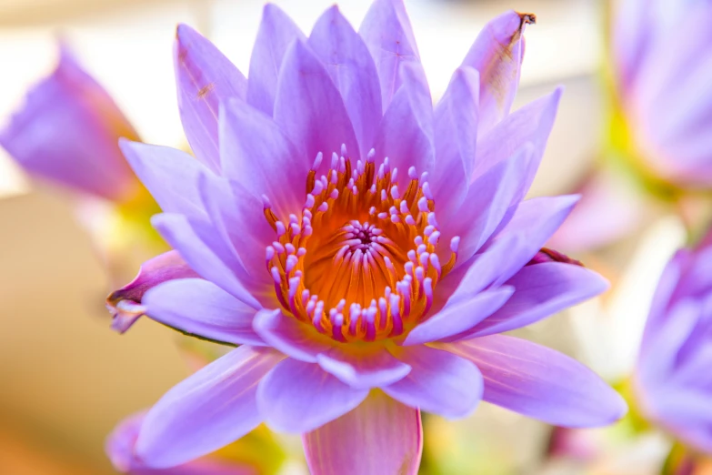 a large pink flower with a yellow center