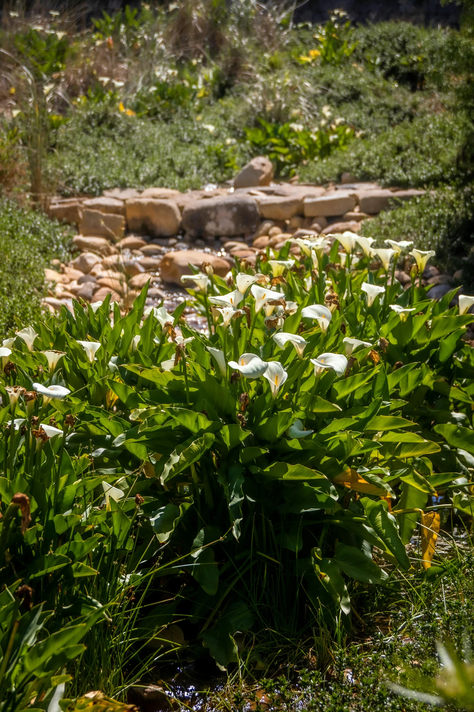 lush vegetation and flowers in a rocky area