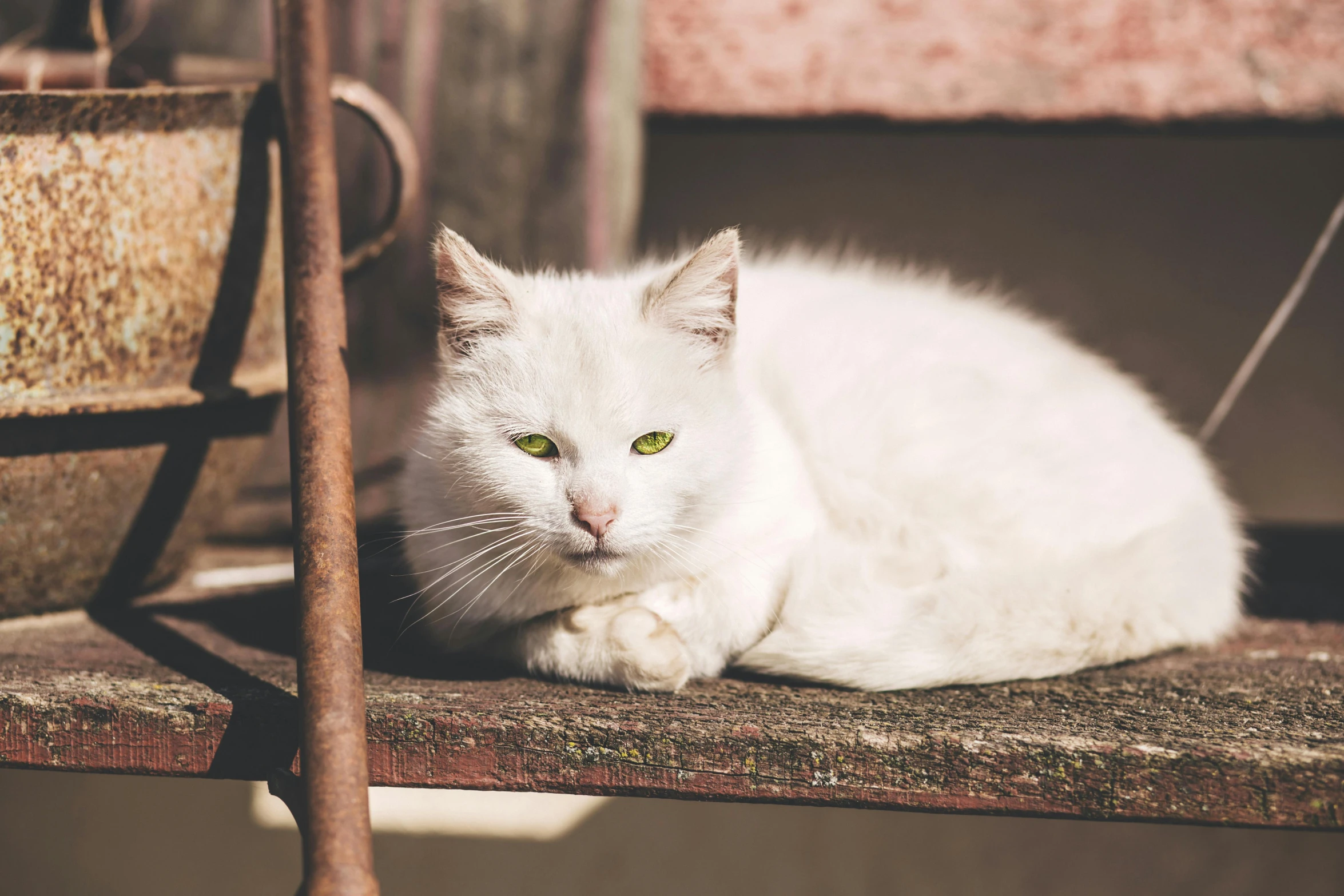 a white cat with bright green eyes sitting on an old chair